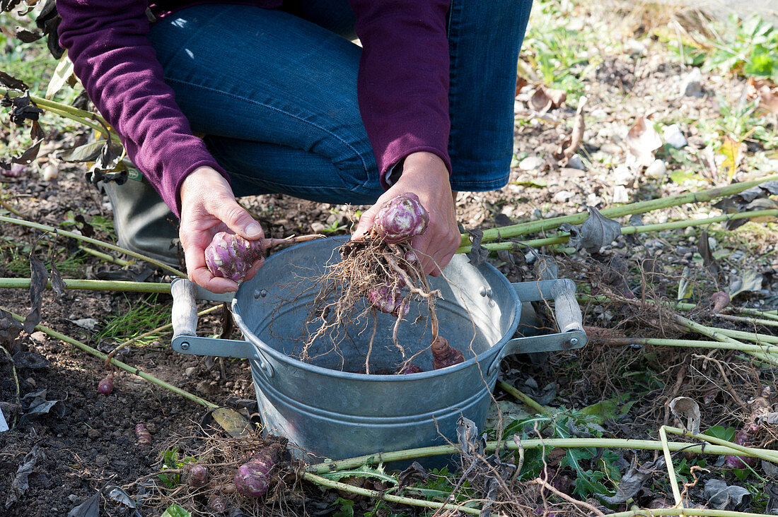 Harvest of Jerusalem artichoke 'Compact Violet'