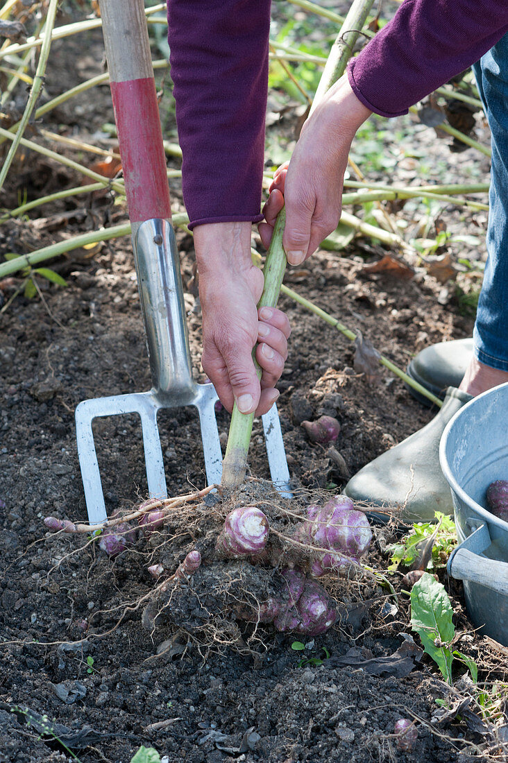 Harvest of Jerusalem artichoke 'Compact Violet'