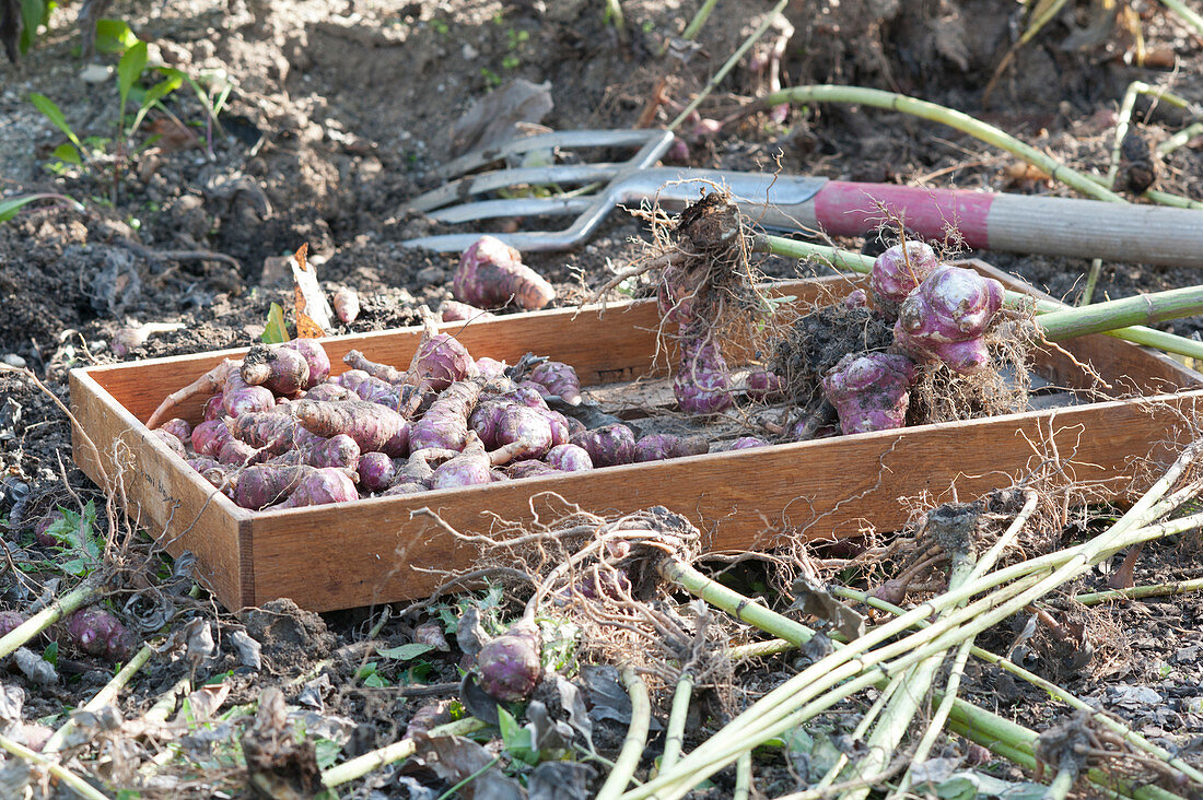 Ernte von Topinambur 'Kompakte Violette'