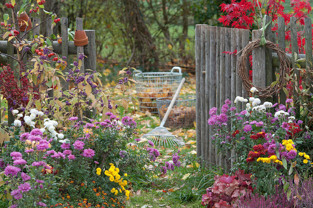 Autumn garden with chrysanthemums, love pearl bush, ornamental apple