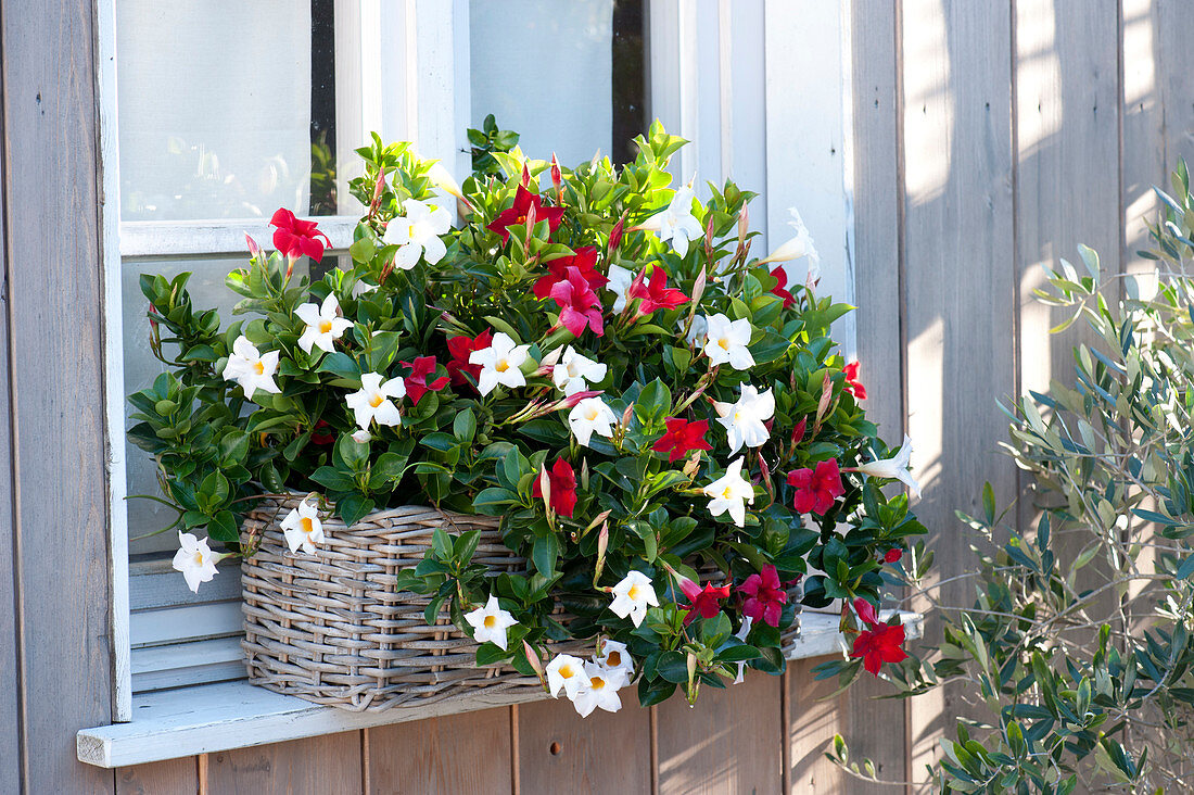 Basket with Dipladenia Sundaville 'Red' 'White' at the window