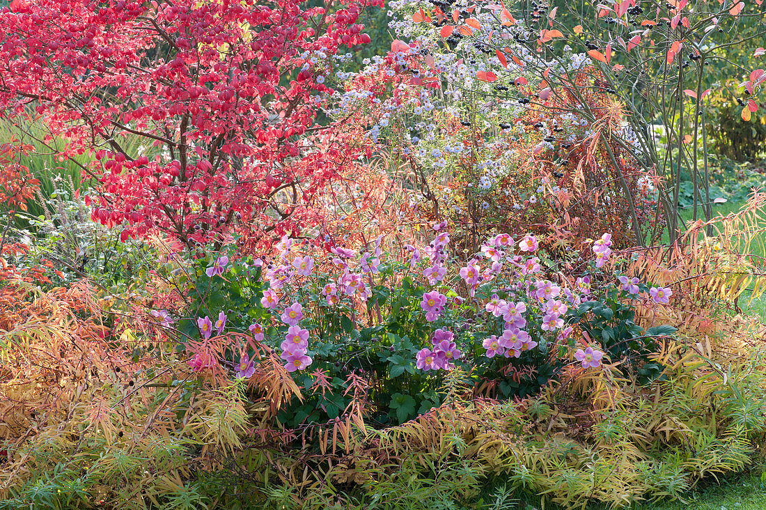 Autumn bed with spindle shrub and autumn anemone 'rose bowl'