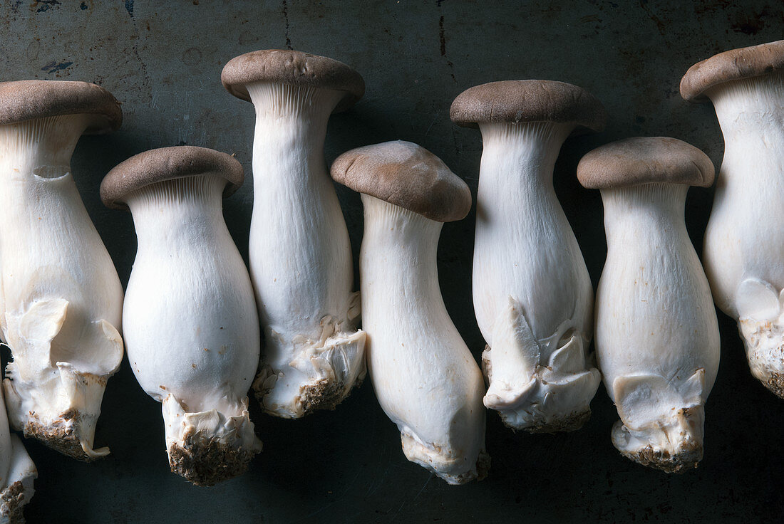 Multiple King oyster mushrooms on baking sheet