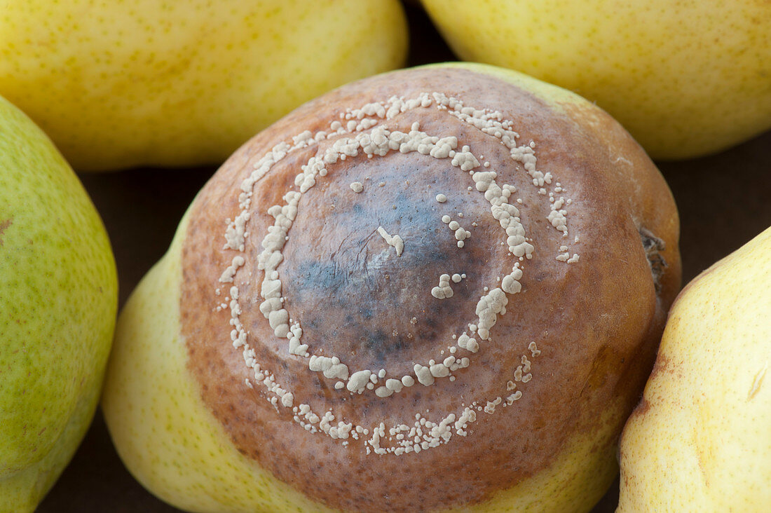 Monilia fruit rot on pear