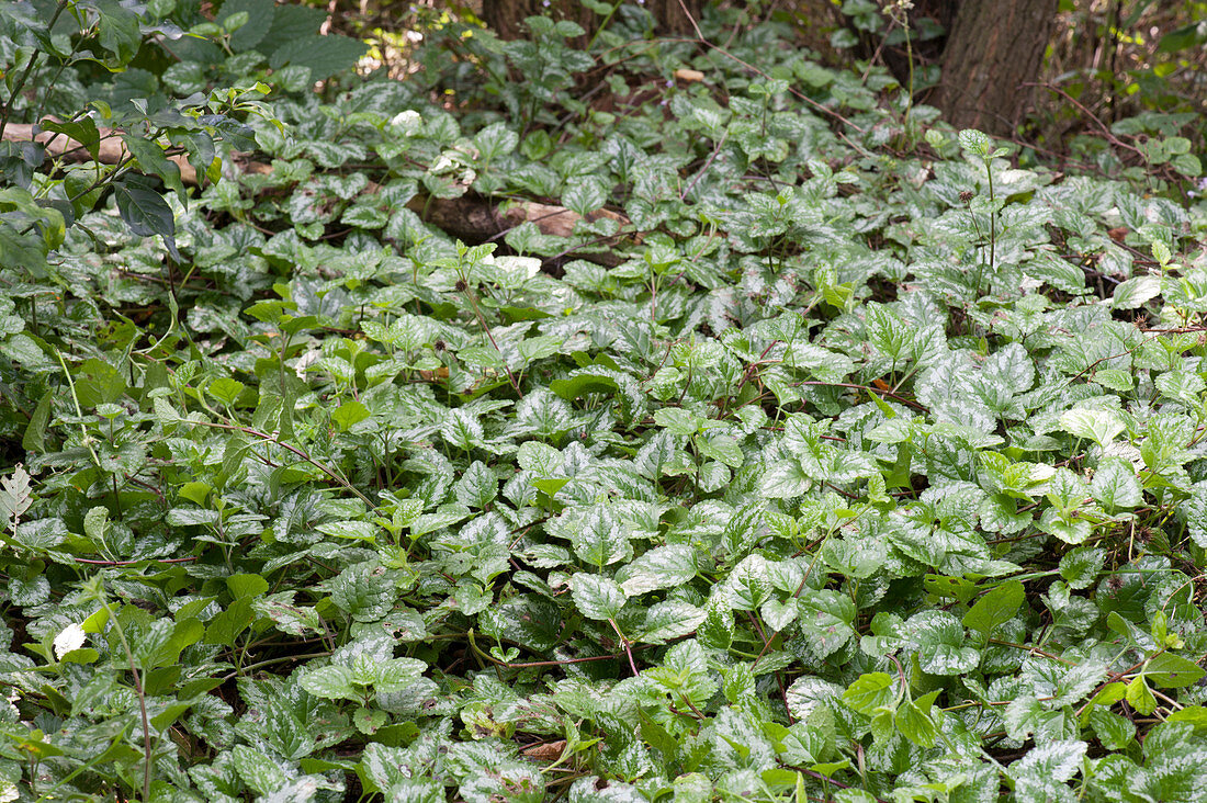 Silver-leaved golden nettle as a surface covering