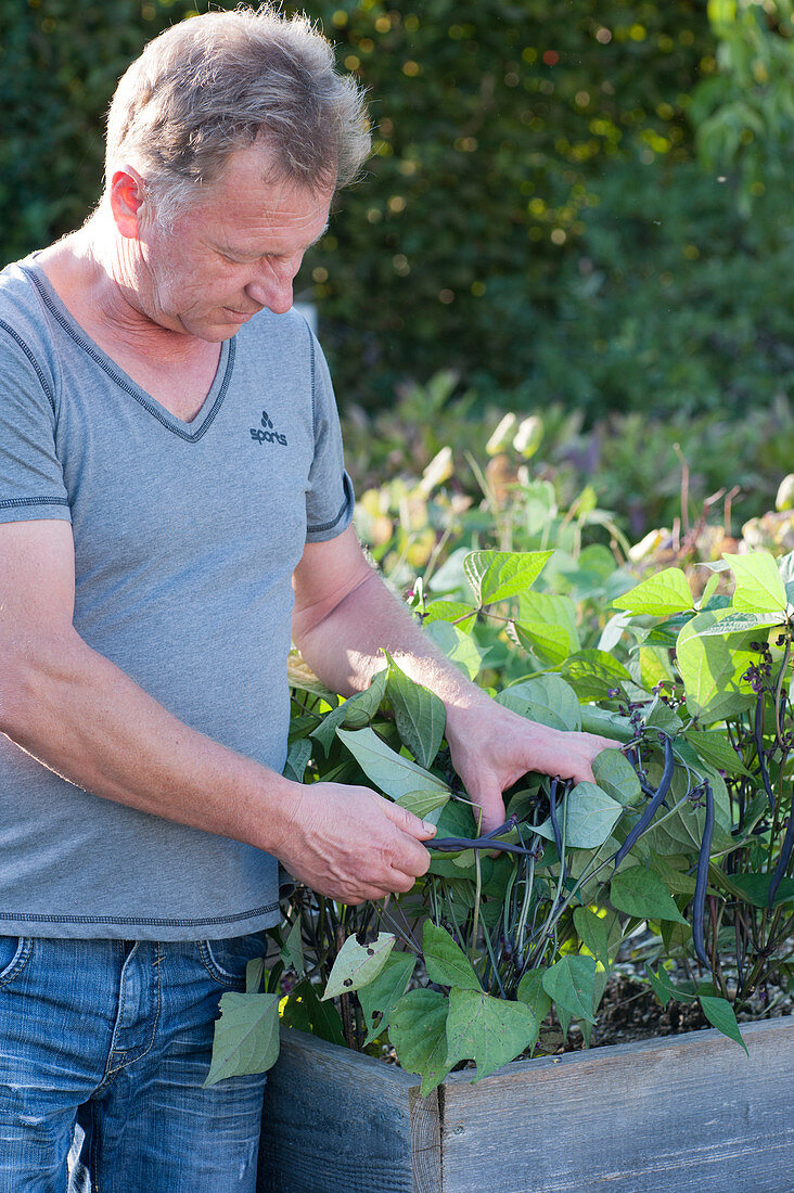 Man is picking blue 'Purple Teepee' beans in the raised bed
