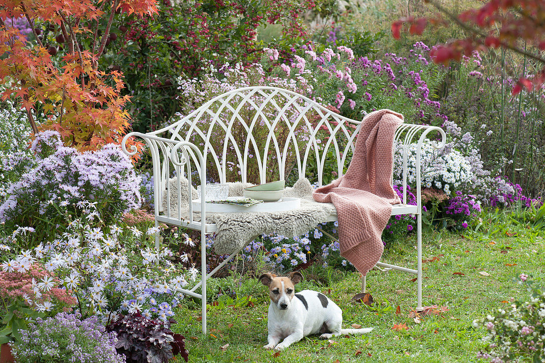 English bench on the bed with autumn asters, dog Zula lies in front of it