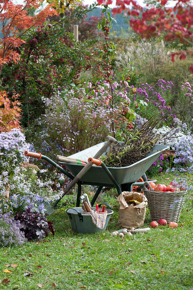 Herbstarbeiten im Garten: Schubkarre am Beet mit Herbstastern