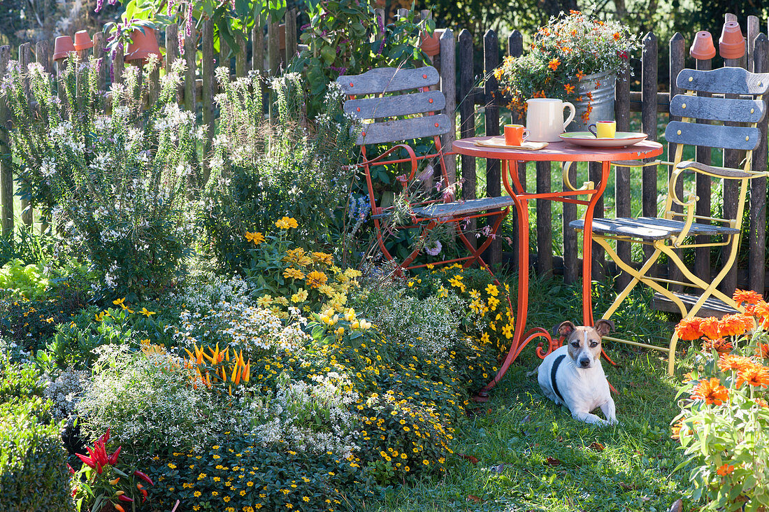 Spider plant, hussar buttons, zinnias, magic snow, chilli and dog Zula