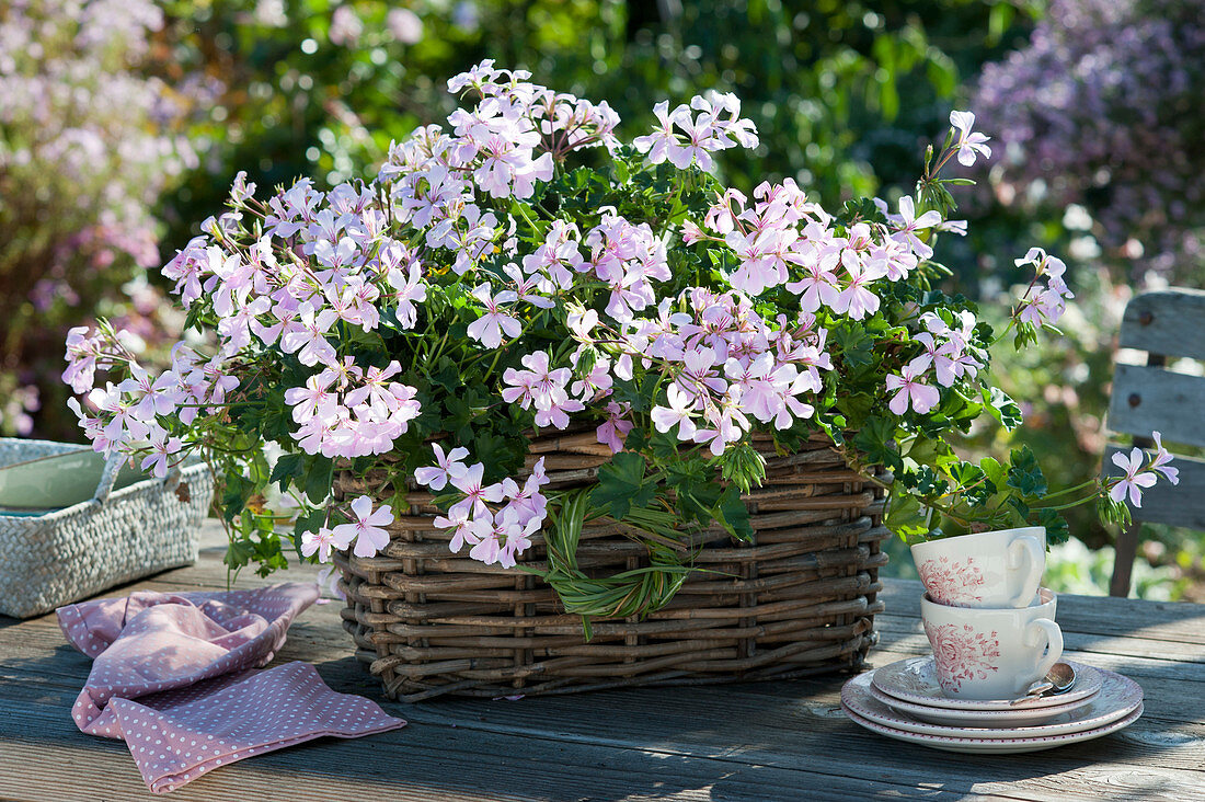 Basket with hanging geranium 'Ville de Dresden' as table decoration