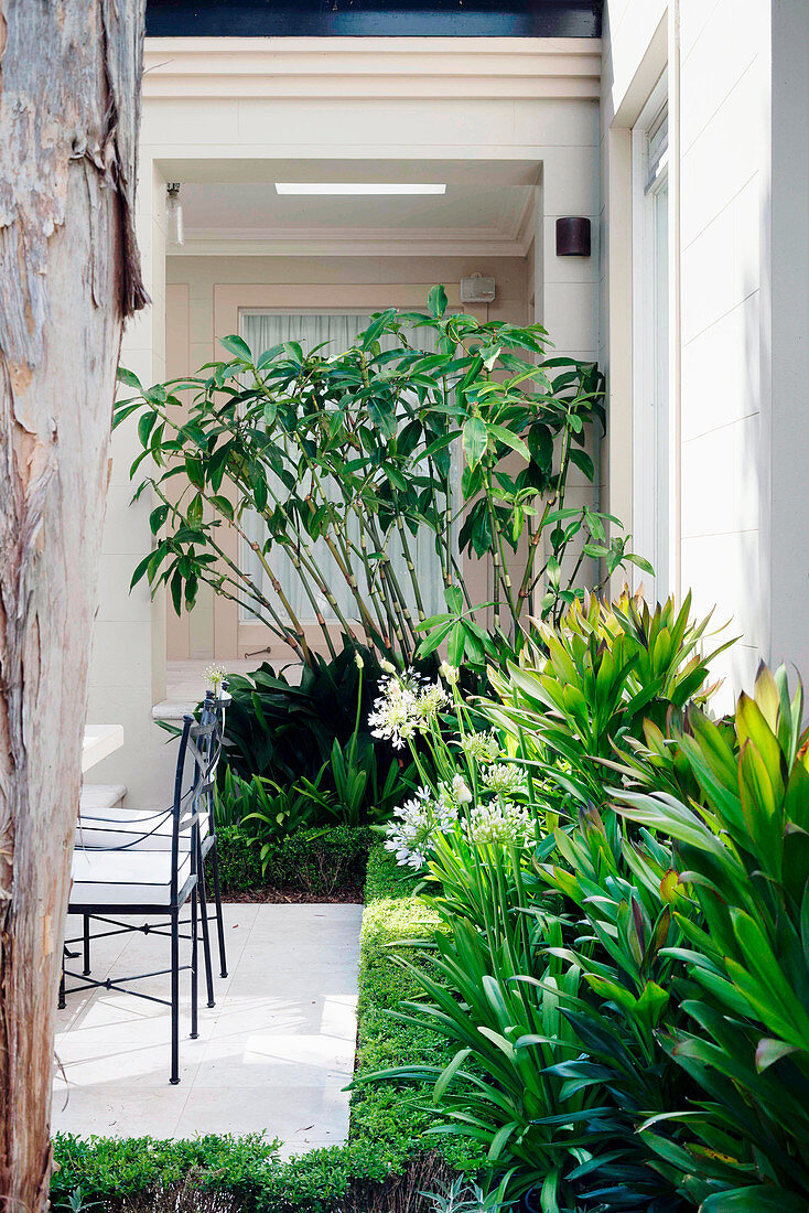 Am Haus angrenzendes Beet mit Agapanthus und Cordyline glauca, mit Buxus-Einfassung