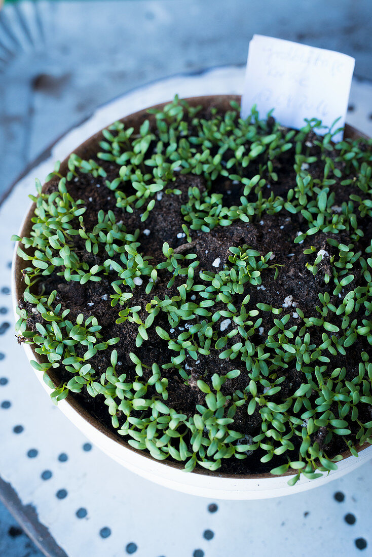 Seeds germinating in a planter