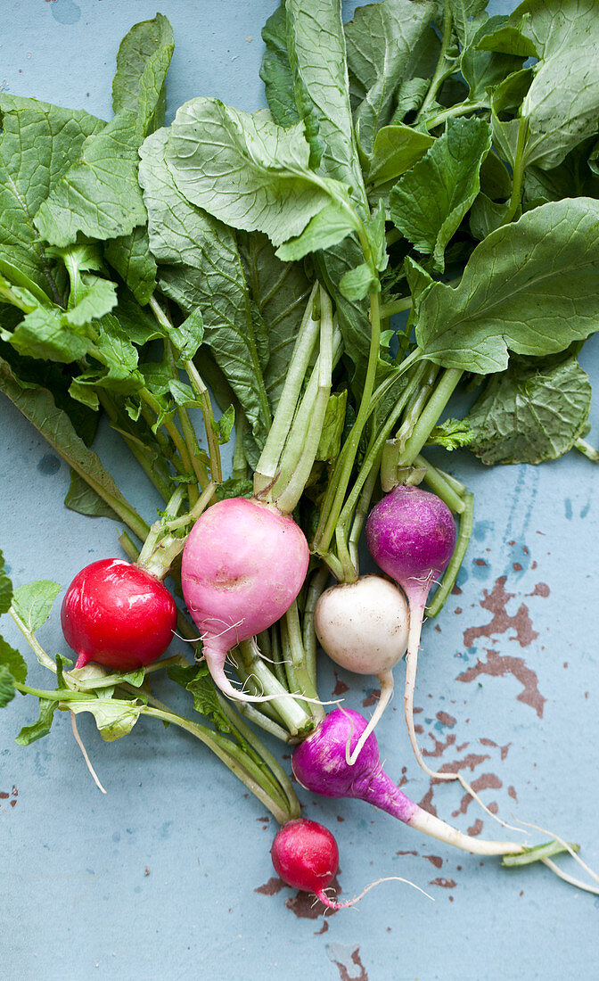 Variety of radish called Easter Radishes on a blue distressed tray