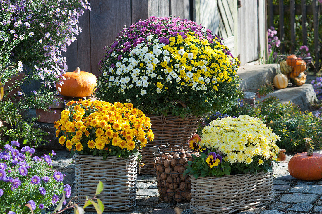 Autumn arrangement with chrysanthemums in baskets