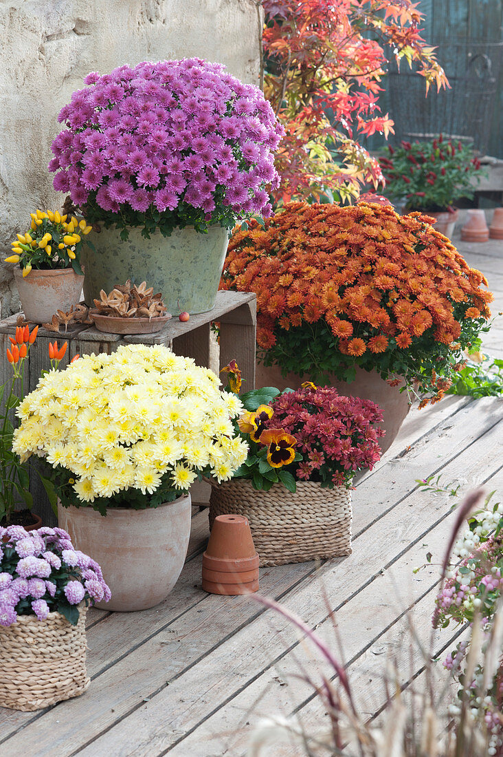 Autumn chrysanthemums in white, purple and bronze