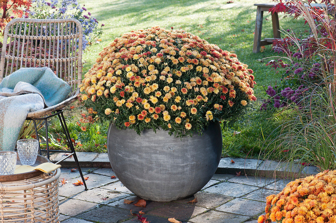 Autumn chrysanthemum in grey ball pot