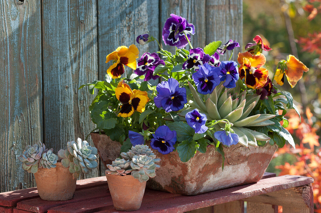 Colourful pansies with echeveria in terracotta