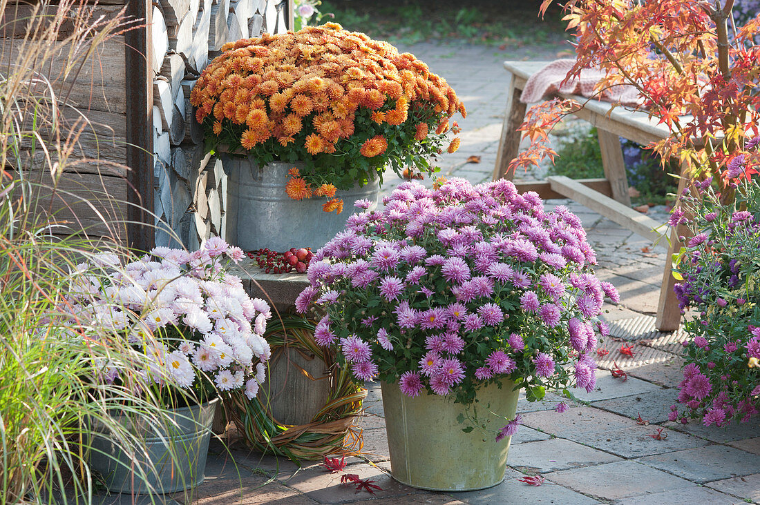 Autumn chrysanthemums Dreamstar 'Echo' 'Pan Lilac' and Multiflora 'Kipli'