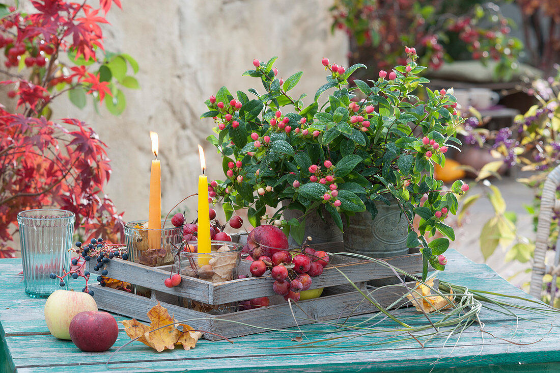 Johanniskraut Magic Marbles 'Pink' mit Äpfeln, Zieräpfeln und Kerzen