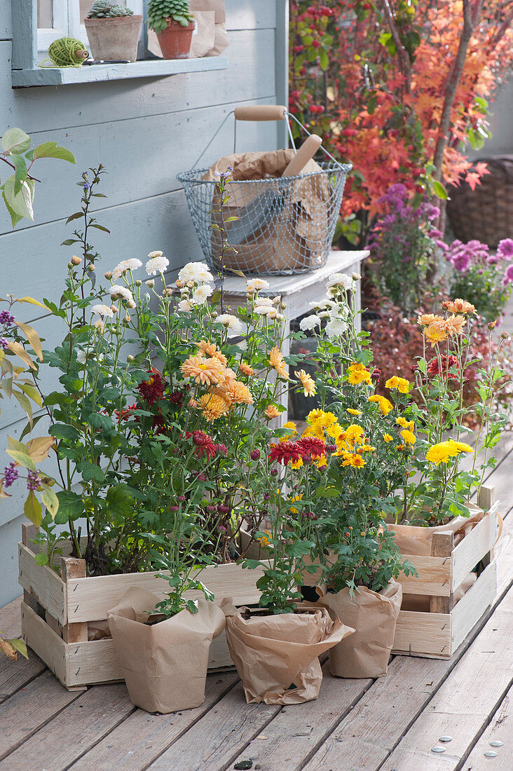 Sortiment Herbstchrysanthemen zum Einpflanzen in den Garten