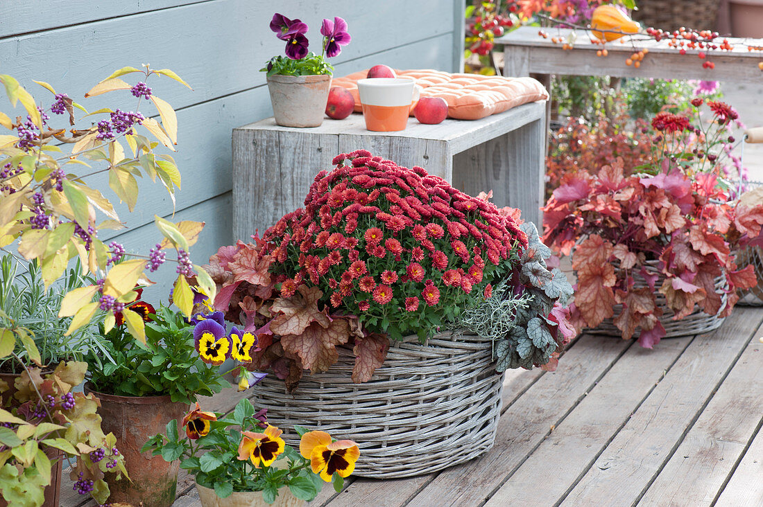 Autumn chrysanthemum Dreamstar 'Pan Red', pansies and purple bells