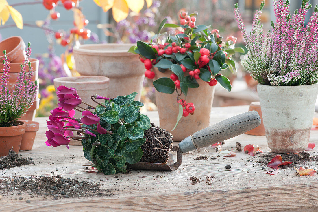 Put cyclamen, sparkle berries and bud heather in garden pots