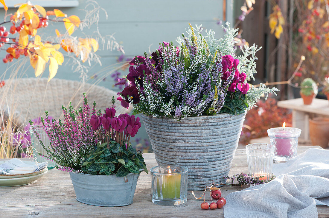 Pots with bud heather, cyclamen, pansy and saint herb