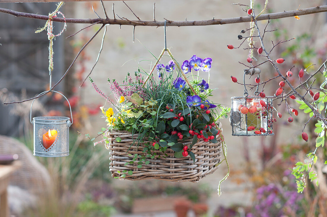 Autumn basket as a traffic light with strawberry, violet and bud heather