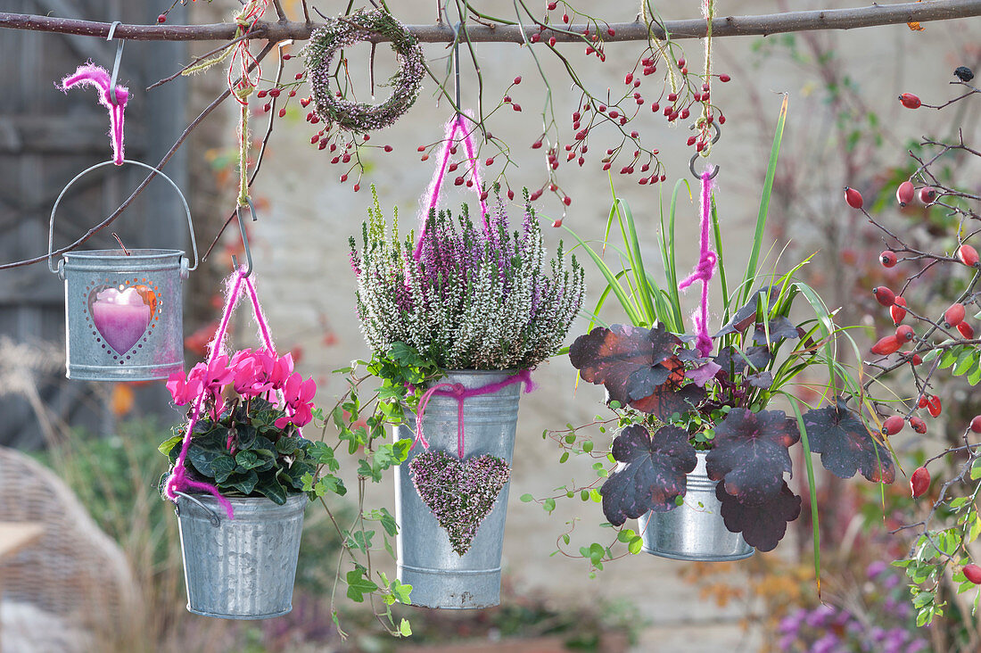 Hanging autumn decoration in zinc pots with bud heather and cyclamen