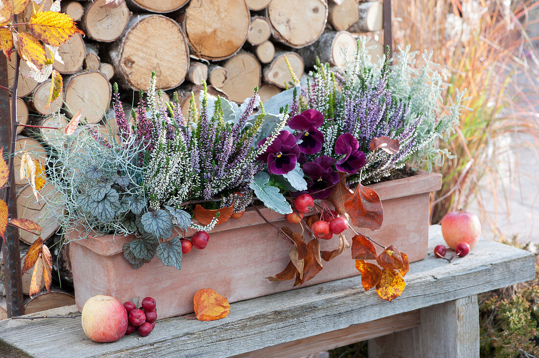 Autumn box with bud heather trio girls, purple bells and pansies