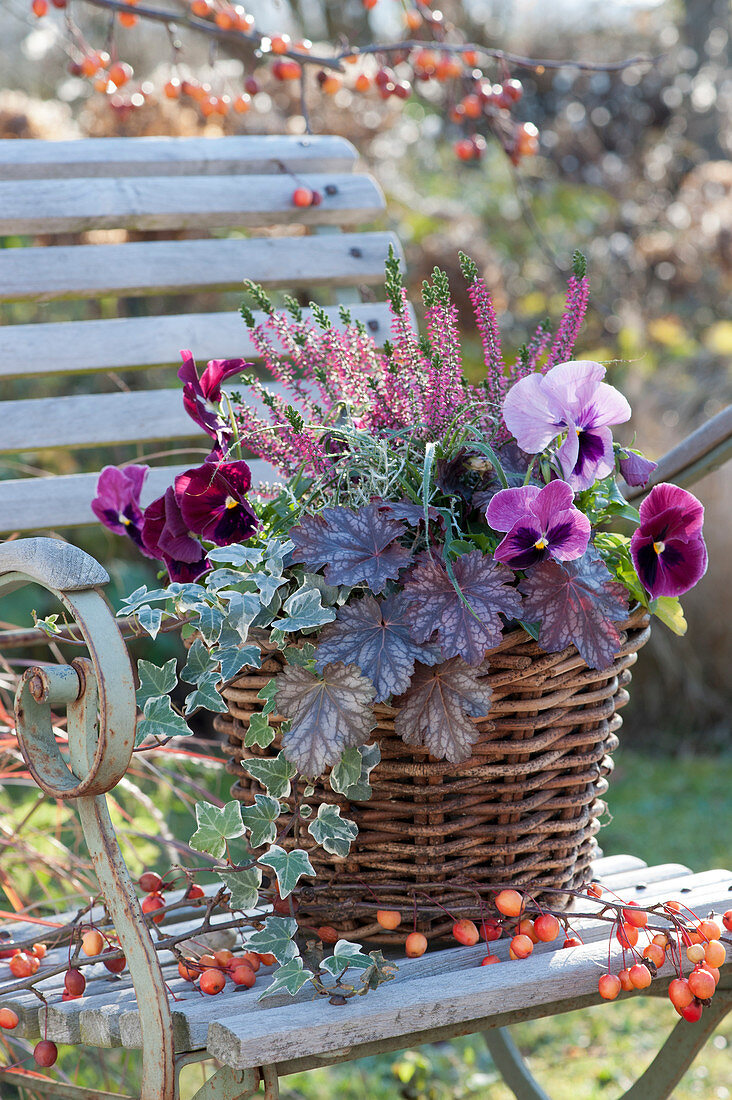 Basket of purple bells, pansies, heather buds and ivy on a chair