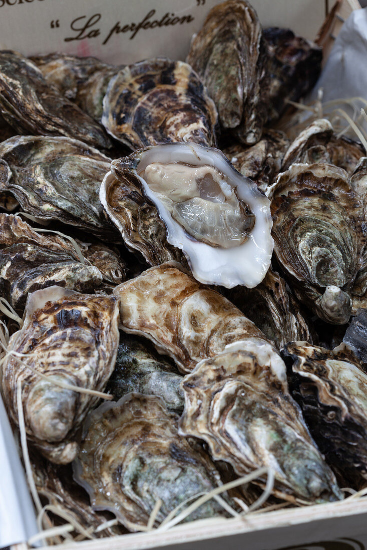 Fresh oysters in a wooden crate, one opened