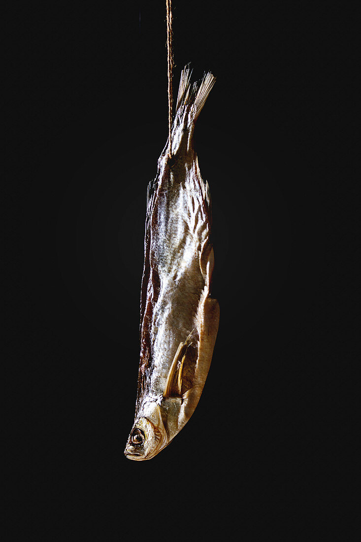 Ein Trockenfisch, aufgehängt vor schwarzem Hintergrund