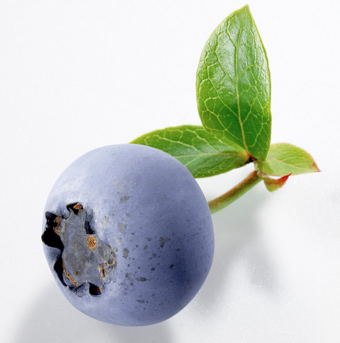 A blueberry with leaves