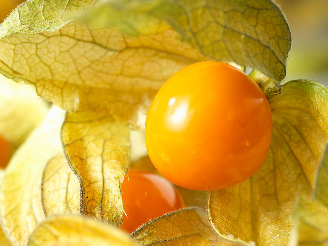 Physalis fruit