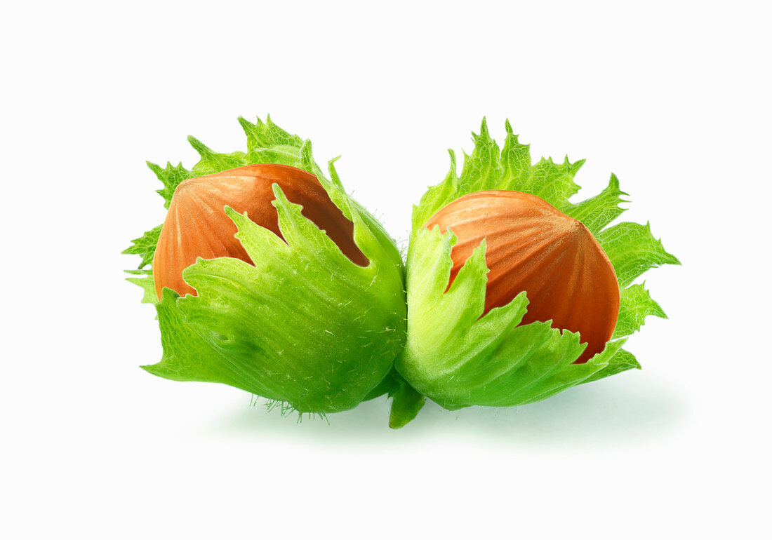Two hazelnuts with leaves (illustration)