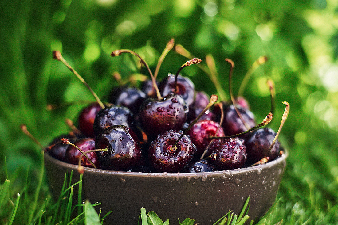 Close up bowl of fresh wet cherries placed on green grass in garden