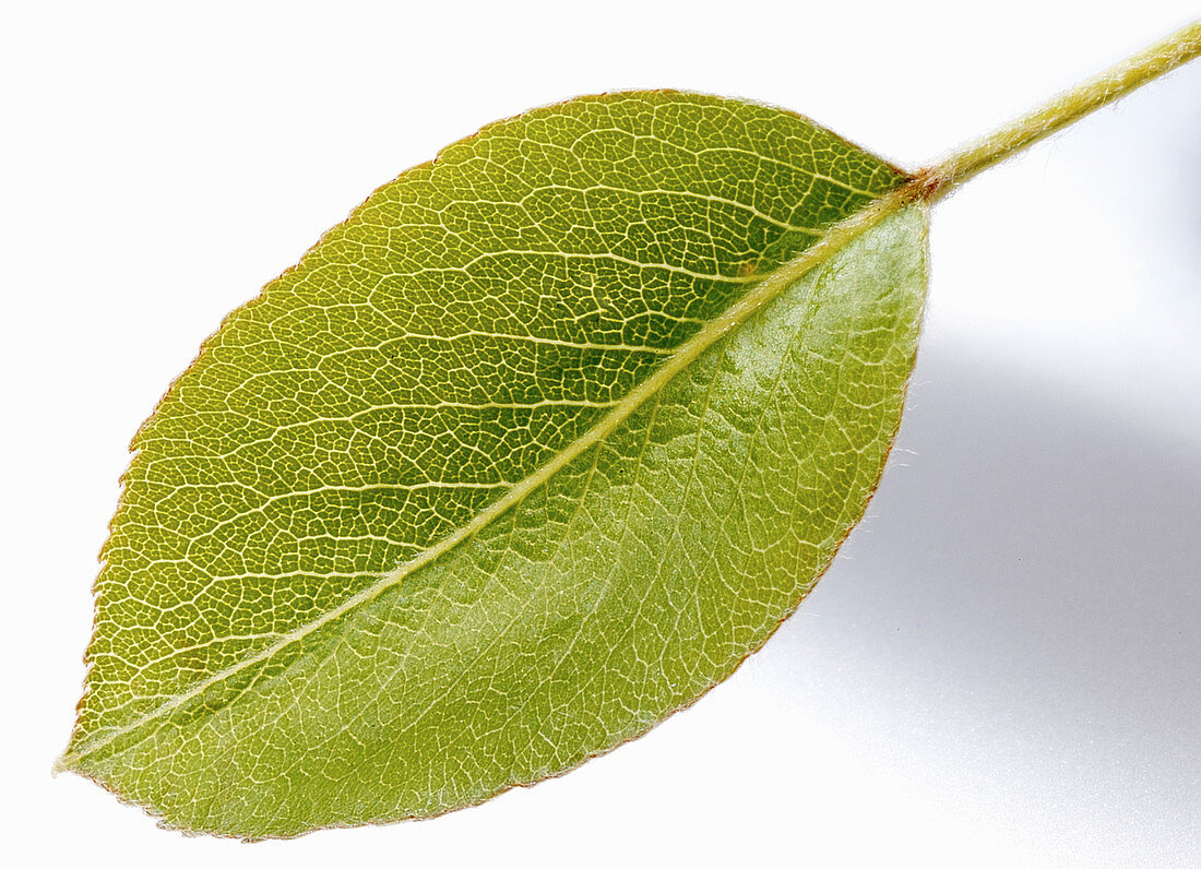 A pear leaf