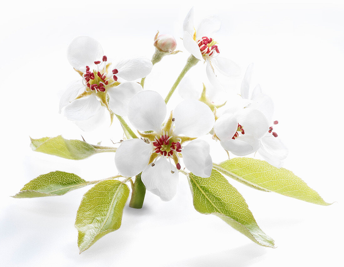 Pear blossom