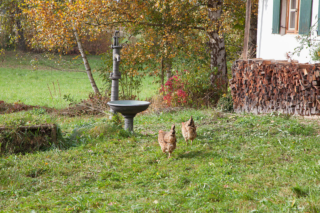 Hens in autumnal garden