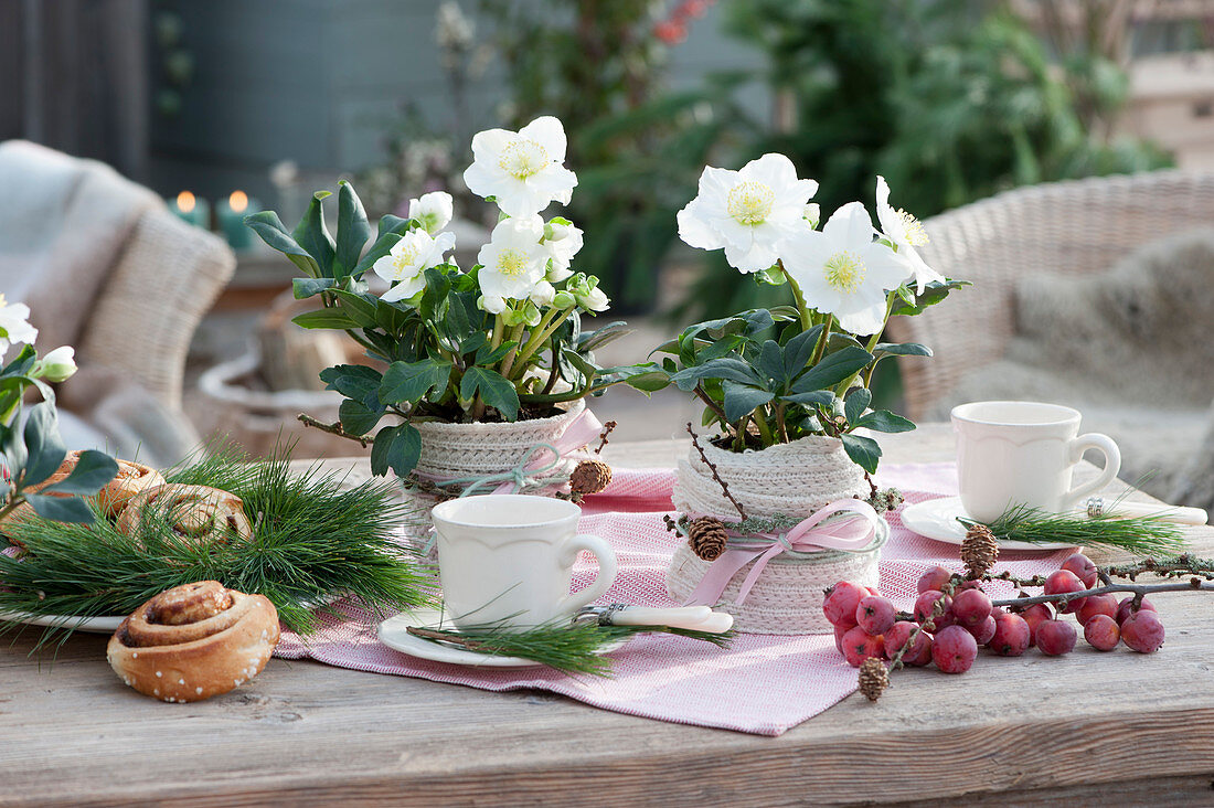 Christmas roses 'Wintergold' with knitted ribbon disguised as table decorations