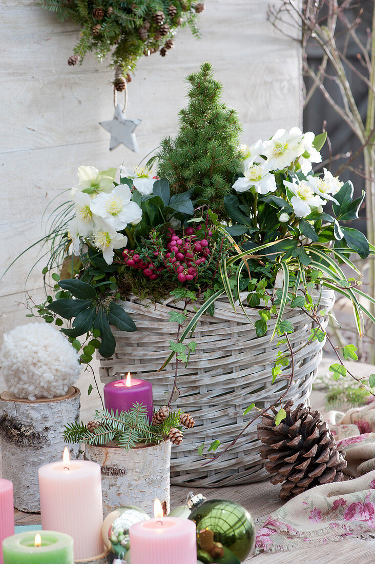 Basket with Christmas roses, white spruce, prickly heath, ivy, and grass