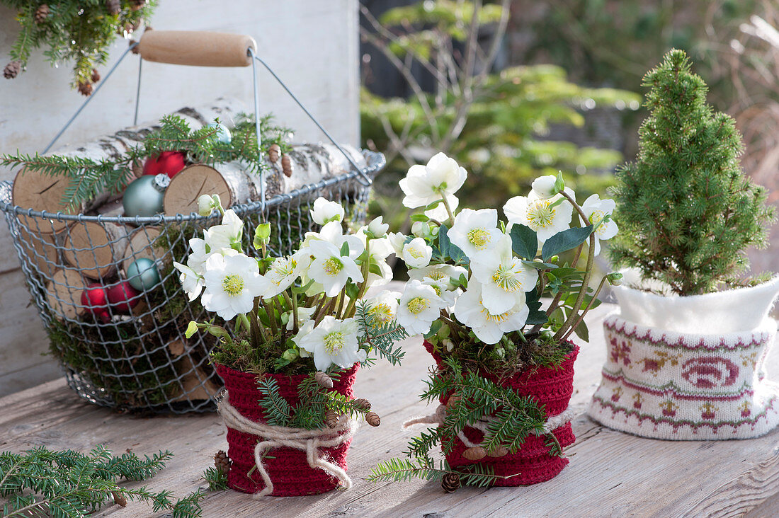 Christmas terrace with Christmas roses and white spruce