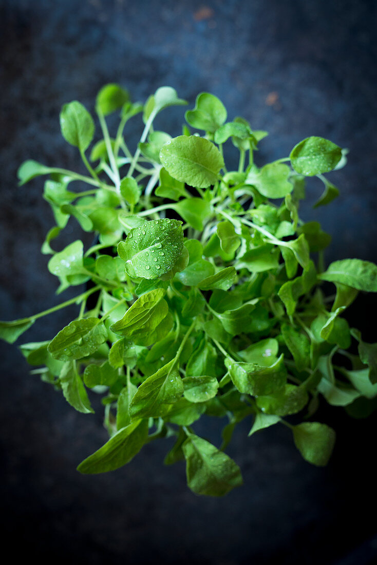 Radish sprouts