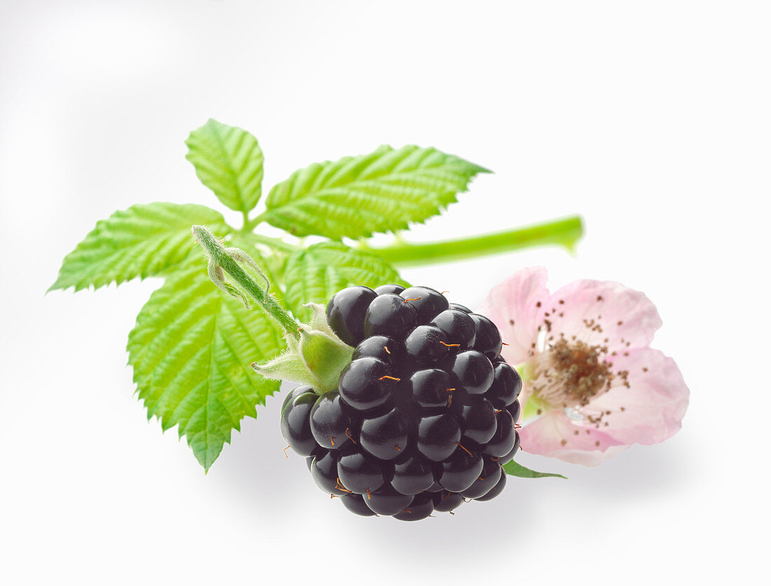 A blackberry with a leaf and blossom