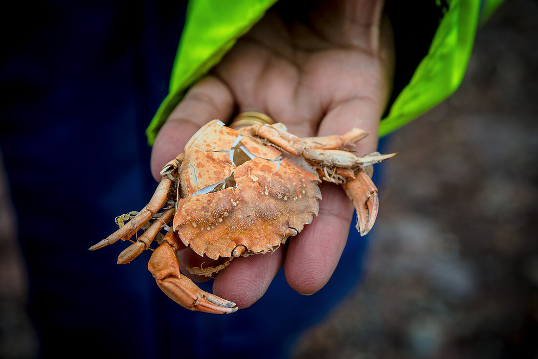 A hand holding a broken crab shel