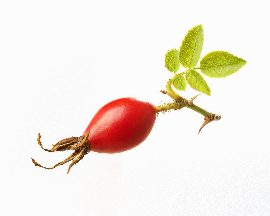 A rose hip in a sprig