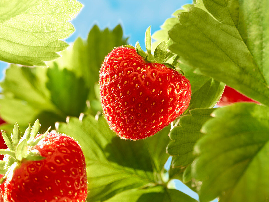 Erdbeeren an Pflanze