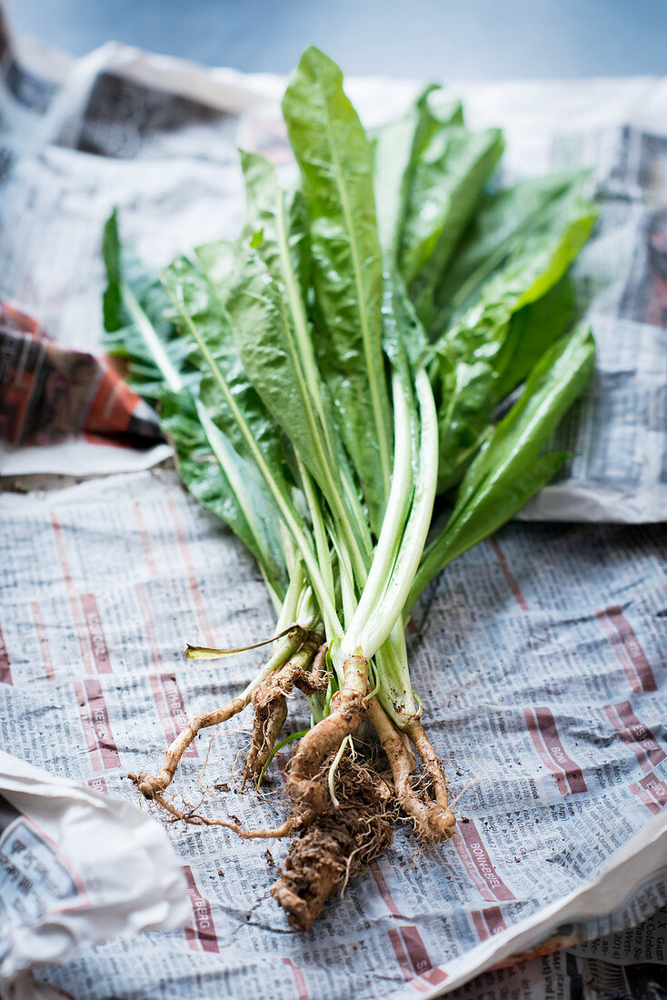 Bittersalad with roots