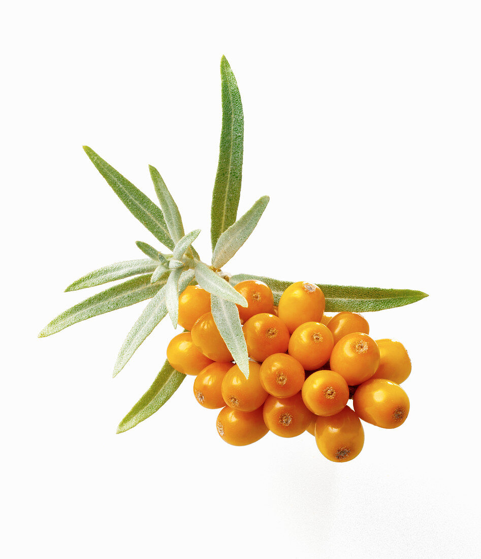 Sea-buckthorn berries with leaves